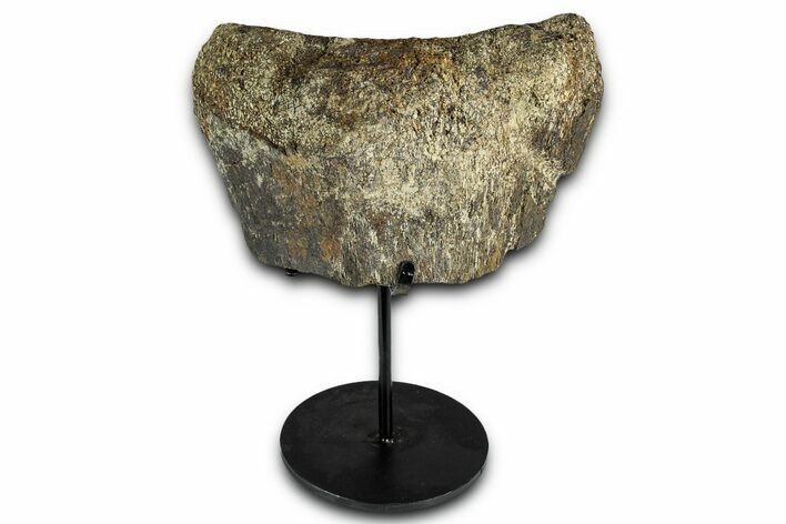 Fossil Sauropod Vertebra Section with Metal Stand - Colorado #339937